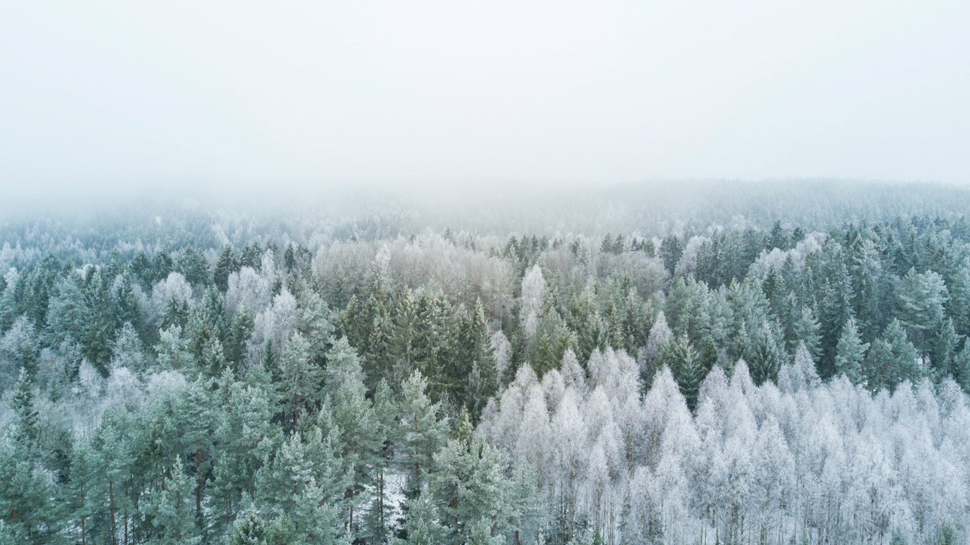 talvinen metsämaisema kuvattuna korkealta alaviistoon kohti puiden latvoja