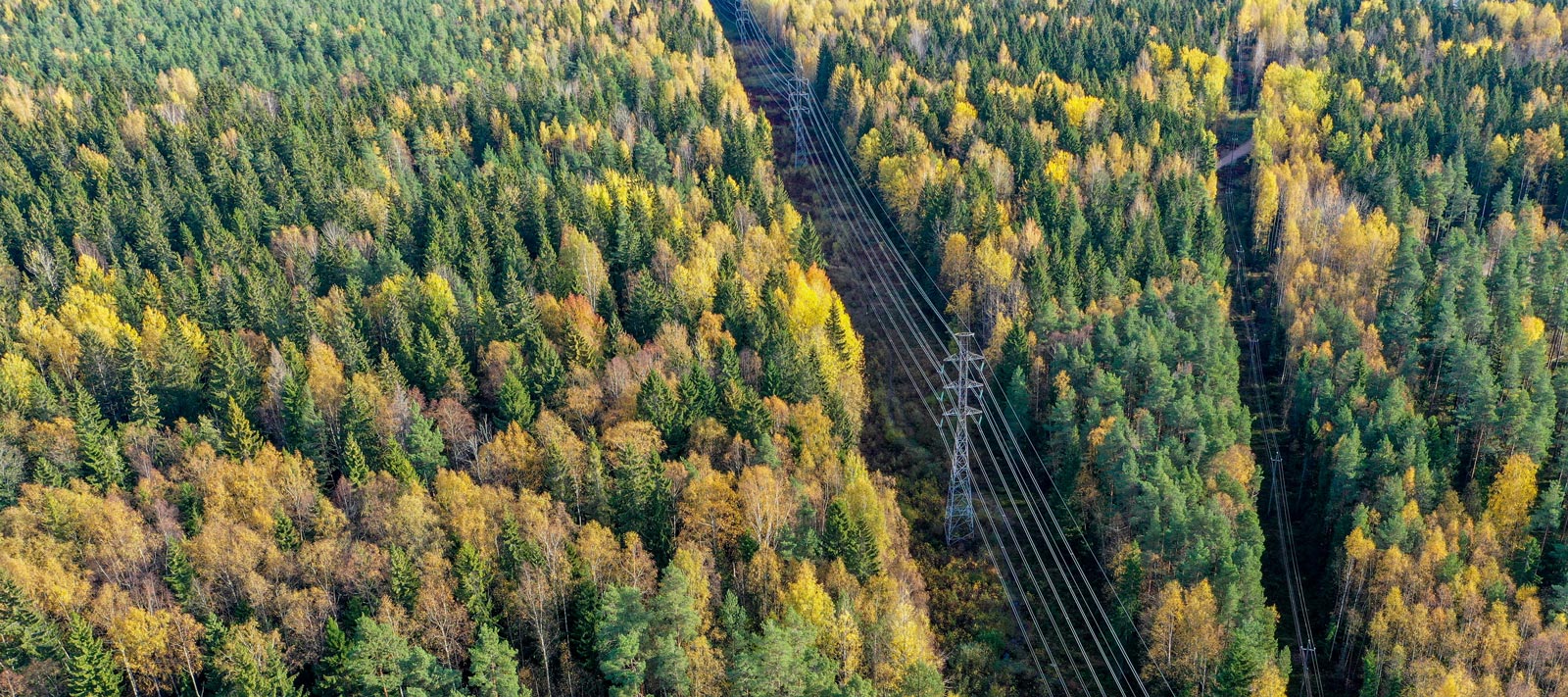 Suomalaista metsää ylhäältä kuvattuna.